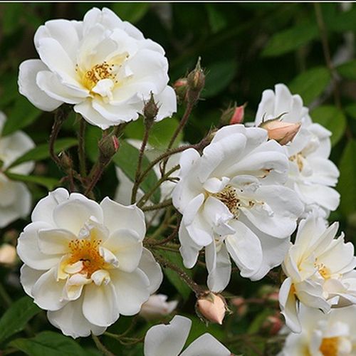 Gärtnerei - Rosa Lykkefund - weiß - ramblerrosen - stark duftend - Aksel Olsen - Zwischen ihren hübschen, weißen Blütenblättern sind ihre goldfarbenen Staubgefäße gut sichtbar.